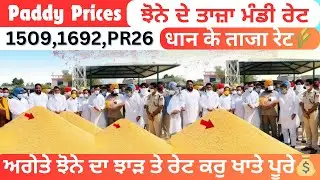 Paddy Prices Today | Advance paddy yield and rates to complete accounts💰| Latest paddy rates🌾| 15...