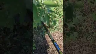 Ryobi 40V Expand-It with Brush Cutter Attached