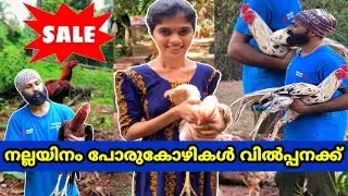 Aseel Kerala for Sale|Aseel Kerala|Aseel Kasaragod|Porukozhikal 🐓|Kozhi 🐓Farm|Farm At Home|Kasaragod