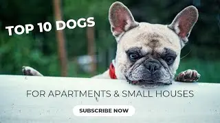 Top 10 Dogs for Small Houses and Apartments | Perfect Pooches for Petite Spaces
