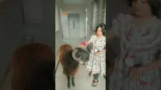 EID-UL-AdHa Mubarak #shorts #hajj2024