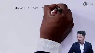 Enzyme Catalyst and its Characteristics  - Surface Chemistry - Chemistry Class 11