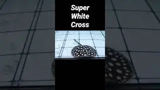 FEEDING SUPER WHITE CROSS ! MAKAN LAHAP