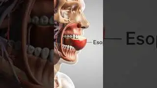 What Happens When You Eat an Apple 🍎 | 3D Digestive System Animation* #satisfying