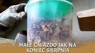 Małe gniazdo jak na koniec sierpnia - usuwanie gniazda - likwidacja gniazda - gniazdo szerszeni