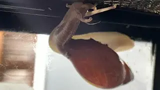 Carnivorous Rosy Wolfsnail Hunting and eating snail