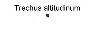 Trechus Altitudinum