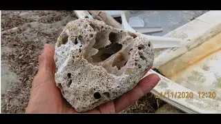Stone in which pre existing molusques  Lithophaga lithophaga