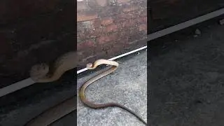 #snakevideo #wildliferescue #cobra #viral #animals #snakebite ​@Panchal_Ji_Snake_Expert ⁠ #shorts