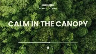 Calm in the Canopy | Serene Acoustic Guitar for Quiet Moments
