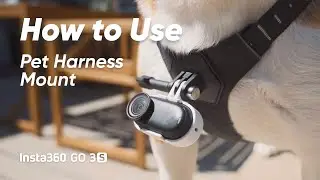 Insta360 GO 3S - How to Capture Your Pet's POV (ft. Gregfilms)