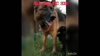 dogs and cats cute action in a good way 😘😘😘😘🔥