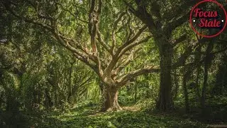 Forest Breath: Flute & Wind Sounds for Mindful Meditation & Sleep (3 Hours)