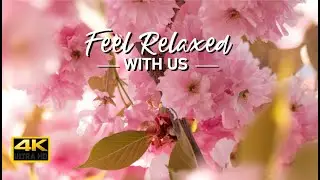 Beautiful Pink Flower with Relaxing Music  [ 2HR LOOP 4K VIDEO ] #3 - Sleep, Study, Meditation