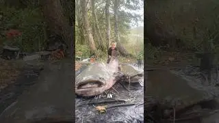 &ldquo;Giant catfish.&rdquo;#shorts #animals #catfish