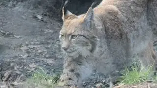 Euraziatische lynxen / Eurasischer Luchs / Eurasian lynxes : ZOO Duisburg