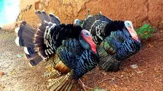 Fancy Turkey 🦃 bird dance ! they dance together ! #turkeybird #fancybirds