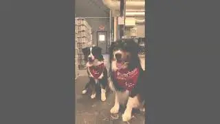 Invertase Brew Dogs to the Rescue!