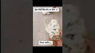 gobi se nikla snake#snake#vegitabe#alert