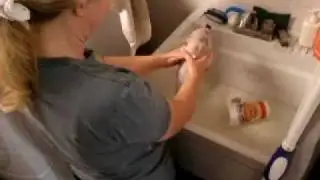 Micro Mini Pig Daisy Gets Her First Bath