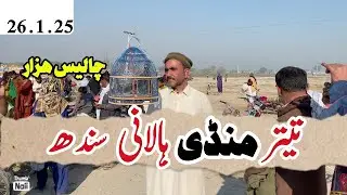 Birds market new vlog | Teetar mandi | Kala teetar | Irani teetar | Black francolin