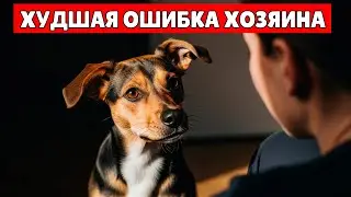 🐶 10 ПРИЗНАКОВ, Что Собака Вас НЕНАВИДИТ: Проверьте ПРЯМО СЕЙЧАС