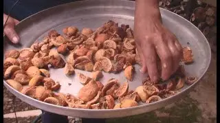 Cómo deshidratar guayaba al sol |  como deshidratar frutas