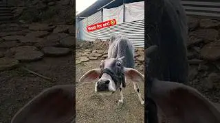 Funny Cow #funny #cow