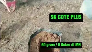 SK COTE PLUS PUPUK ANTI RIBET DI PEMBIBITAN SAWIT I GURUTANI75