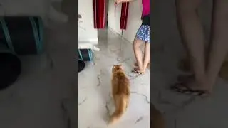 Gogo&rsquo;s favourite game. #catfamily #catlovers #jumpingcat #funny #fluffy #pets #cuteness #catshorts