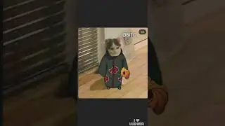 Naruto in cat universe l Part-1 l#naruto#anime#uchiha#cat