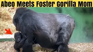Gorilla Update: Abeo's Journey to Gorilla Parenthood
