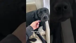 Telling my dog I have to leave her at home😭 #labrador #blacklab #cutedogs #puppy #englishlab