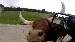 African Safari Drive & Walk Thru Wildlife Park Port Clinton, OH  Part 2