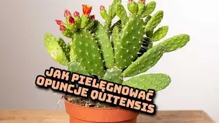 Jak pielęgnować opuncje quitensis