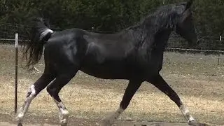 FRD Pure Luck's Sure Luck- MFTHBA homozygous tobiano and black stallion at stud