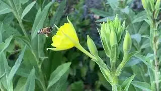 Oenothera biennis, the common evening-primrose In Maravel Garden