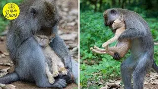 Monkey Finds Tiny Kitten And Cuddles Him Like It&rsquo;s Her Own Baby