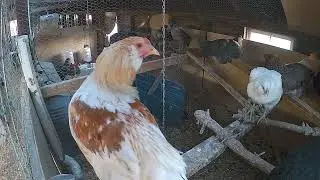 Chicken Coop Cam - Hens Roosting #chickencoop #chickens #farmanimals #hens #animalasmr 