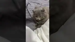 😍😘 @Bo Bae #cat #pets #myy #capcut #cute #kitten #funny #cutecat