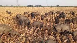 animal moment pig grazing.village animal desi black pig grazing in open field.natural pig farming 