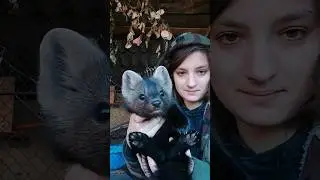 А Вы знаете что это за зверь? 👀 #домашниеживотные #соболь #животные #хорек #ferret #animals #shorts