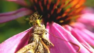 Ambush Bug Eating Silver Spotted Skipper