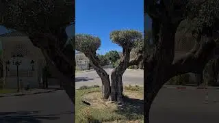 Olea europaea (EN: Olive tree; HU: Olajfa; RO: Măslin)