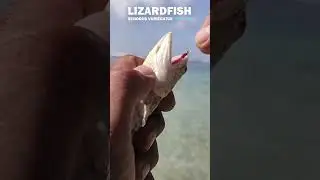 lizardfish