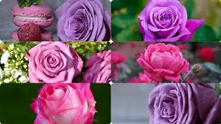 Purple rose so beautiful with effects nature slideshow#flowers #rose #beautiful #relaxing #nature