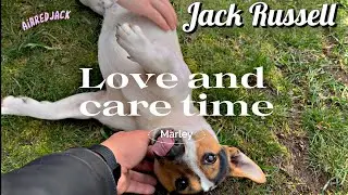 Jack Russell Terrier - Love and Care Time - 4K Dog ASMR Video