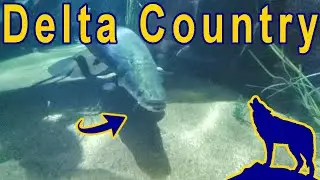 Exploring Delta Country | Tennessee Aquarium | River Journey |