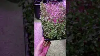 The trick to NOT get moldy microgreens! Tips on how to get bigger yields!