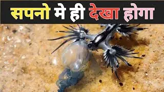 The Real Life Sea Dragon Blue Sea Dragon facts:हिंदी फैक्ट वीडियो